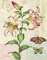Oripet Lily Collage Poster Print by Pamela Gladding - Item # VARPDXGLA543